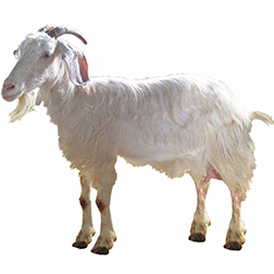 Jonica Goat